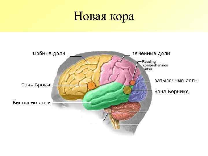 Brain now