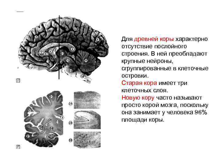 Появление коры мозга. Строение древней коры головного мозга.