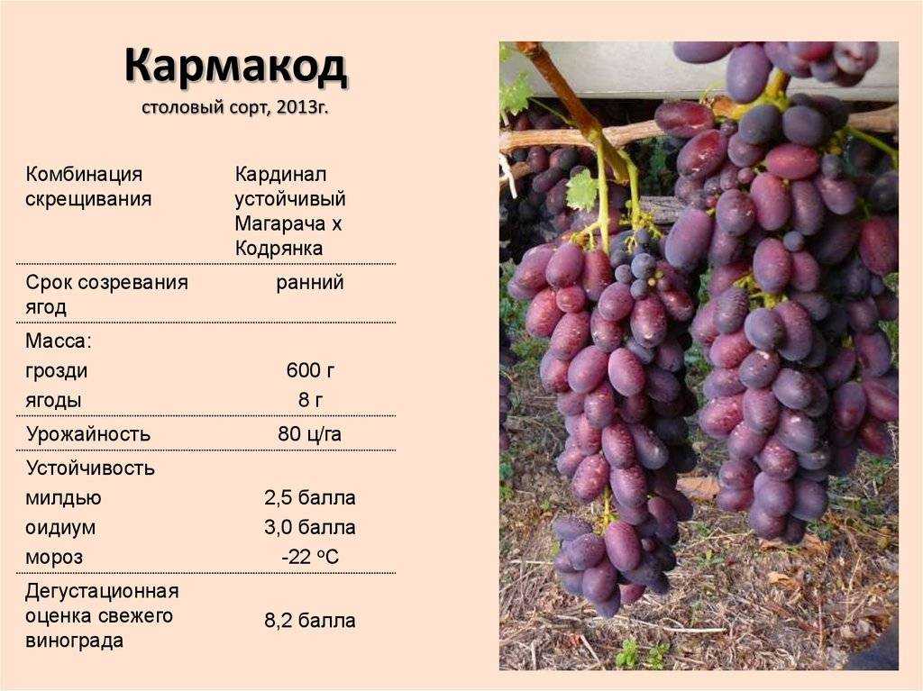 Люсиль гран. что отличало искусство северной звезды романтического балета? | культура | школажизни.ру