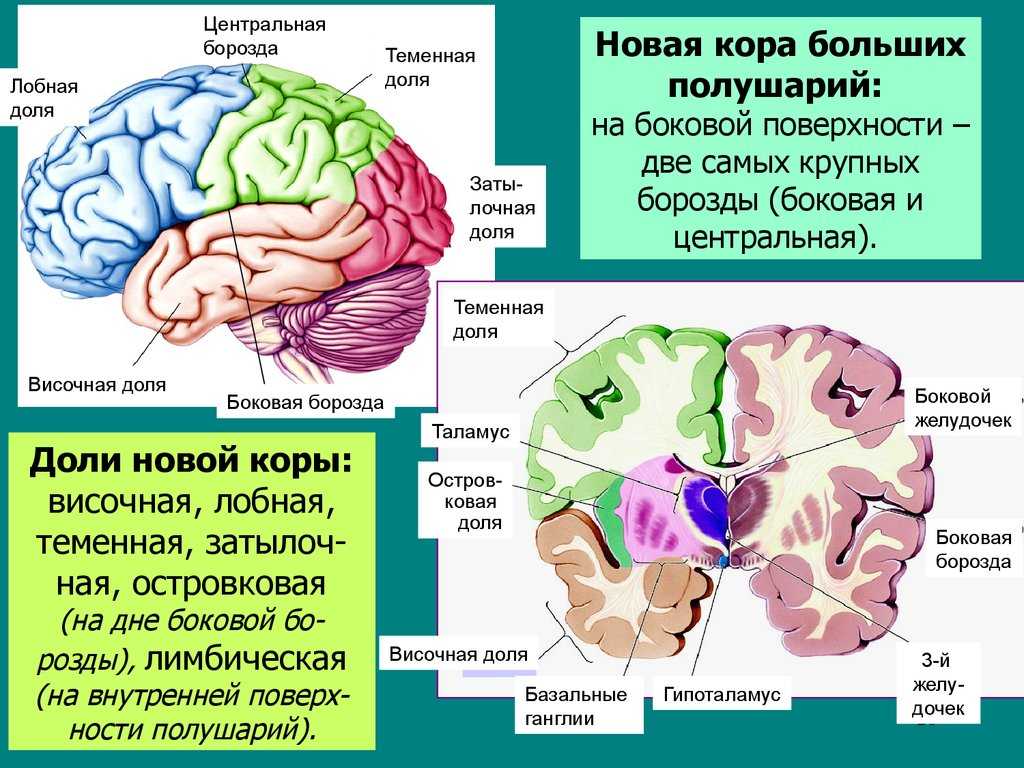 Структура и функции больших полушарий. Строение древней коры головного мозга. Строение новой коры головного мозга.